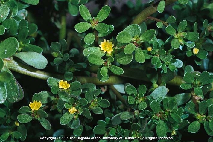 purslane: weed it and eat it - UC Weed - ANR Blogs