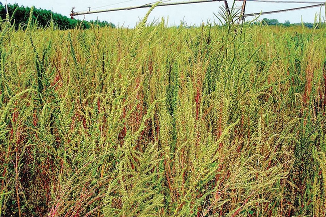 Poor control of Palmer amaranth can result in a significant infestation late in the season and crop failure. Photos by the late Dr. Ted Webster, Research AgroAnomist with USDA-ARS.