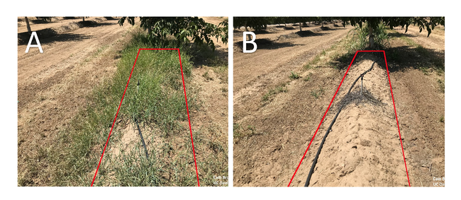 Figure 2. Untreated (Panel A) and treatment #5 (Panel B) 150 days after spring treatment.