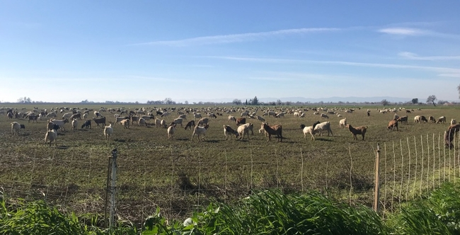 Goats grazing an alfalfa field, Yolo County, 2019.