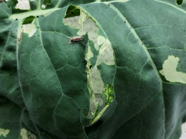 Fig. 2. Brown barrel-like Diadegma pupa (top) and light green diamondback caterpillar (bottom) on a cauliflower leaf inside a rearing container at the UCCE Entomology lab.