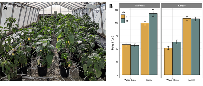 Figure 1. Palmer amaranth female and male plants from California and Kansas populations grown under continuous water-deficit (WD, 25-33%) or control well-watered (WW, 100%) conditions. Visual (A) and quantitative (B) height differences. Two asterisks indicate a significant difference in height between female and male plants grown under different irrigation conditions. Error bars represent 95% confidence intervals.