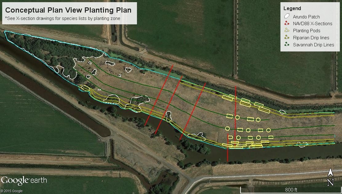 Delta Conservancy Seeking Partners For Arundo Control And Habitat 