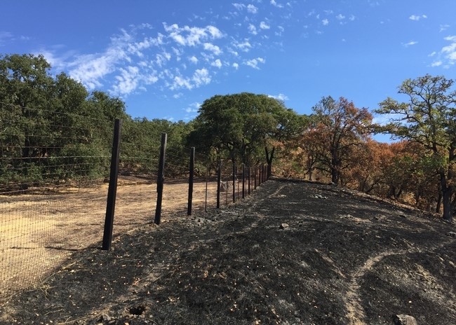 At Hopland Research & Extension Center, the River Fire burned right up to the fence line, stopping at the grazed pasture on left.