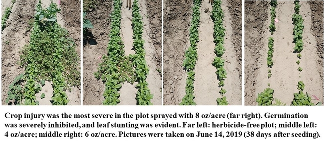 Crop injury was the most severe in the plot sprayed with 8 oz./acre (far right). Germination was severely inhibited, and leaf stunting was evident. Far left: herbicide-free plot; middle left: 4 oz./acre; middle right: 6 oz./acre. Pictures were taken on June 14, 2019 (38 days after seeding).