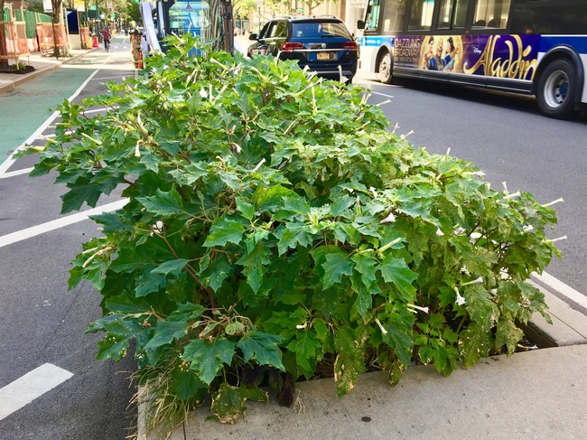 What a long, strange trip: Bumper crop of Datura stramonium, aka Jimsonweed, growing in planting bed on Columbus Ave. Greenway at 93rd St. in NYC. A well-known hallucinogenic plant, it is also fatally toxic when consumed in even tiny amounts. ?Adrian Benepe
