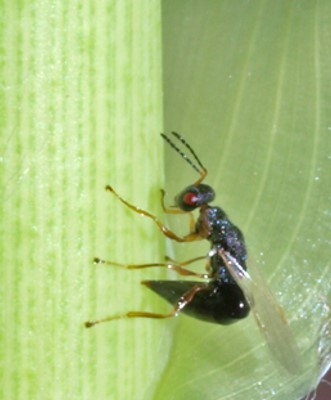 The arundo wasp curls its abdomen as it prepares to ‘sting' or lay eggs in an arundo shoot tip.