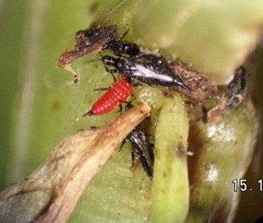 Figure 1. Liothrips ludwigi adults (black) and nymphs (red). Photo: Hernández and Cabrera Walsh (FuEDEI).