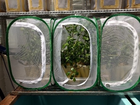 Figure 4. Rearing of Tyloderma sp. in the greenhouse.