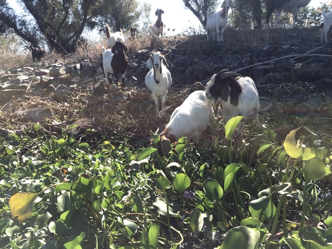 Goats eating waterhyacinth and waterprimrose along the San Joaquin river.