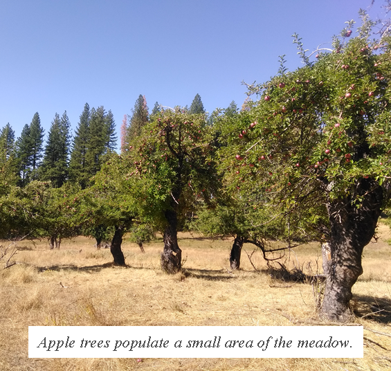 captioned trees in meadow