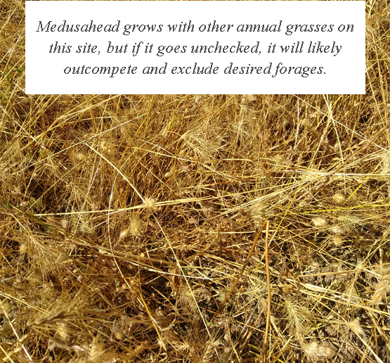 captioned medusahead in meadow