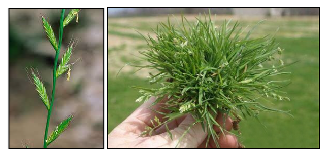 Figure 2. Some California populations of Italian ryegrass (left) are resistant to both glyphosate and glufosinate. Annual bluegrass (right) biotypes in California have been found to be glyphosate resistant.