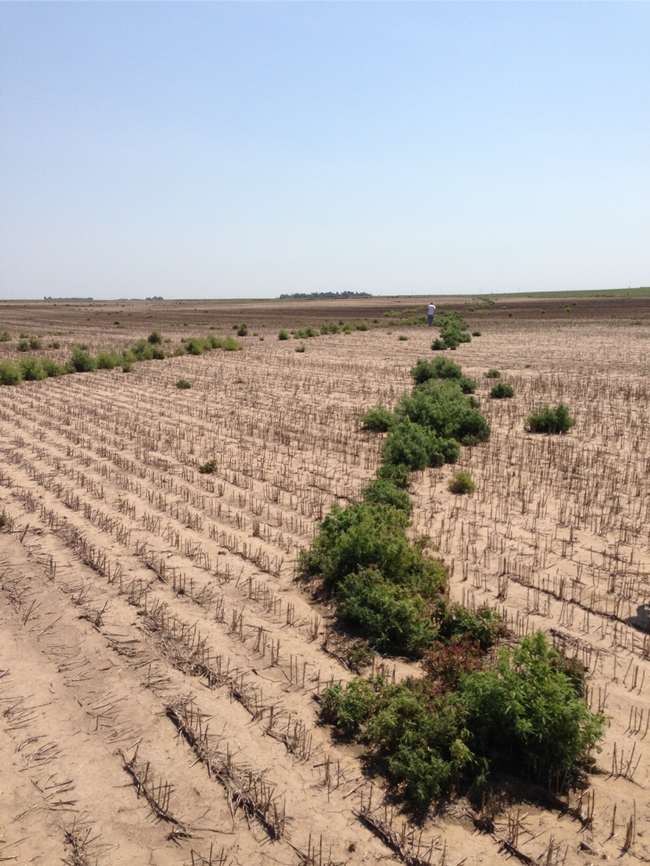Herbicide-resistant kochia spreads across a field.