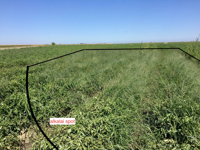 Figure 1. Weeds proliferated at the alkali spot in this field.