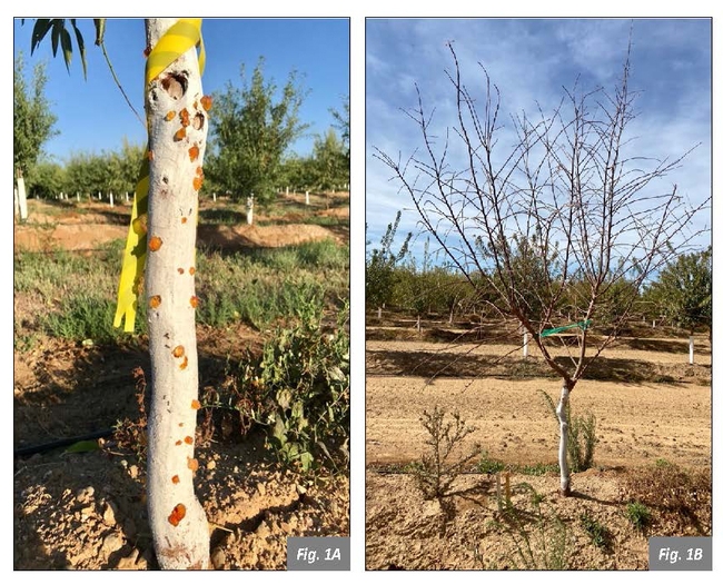 Figure. 1 Herbicide damage in 2nd leaf almonds. Glufosinate + Glyphosate (1.5 + 2.75lbs/ac). Image on the left is trunk gummosis observed 5 weeks after treatment. Image on the right shows complete defoliation of the same tree 12 weeks after treatment.