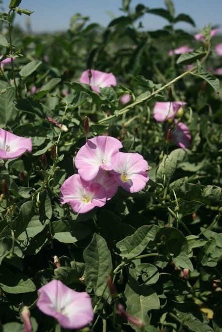 Field bindweed is a growing problem in many annual cropping systems, including cotton and tomatoes.