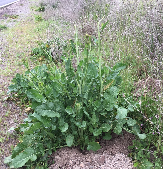 Summer mustard bolting