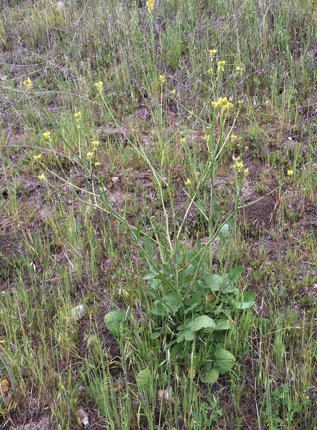 Summer mustard flowering