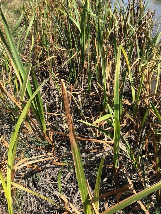 Figure 2. Cattails with glyphosate symptoms in nearby drainage ditch.