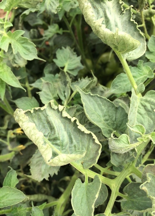 Figure 6. Mature fresh market tomatoes with symptoms of growth regulator herbicide.