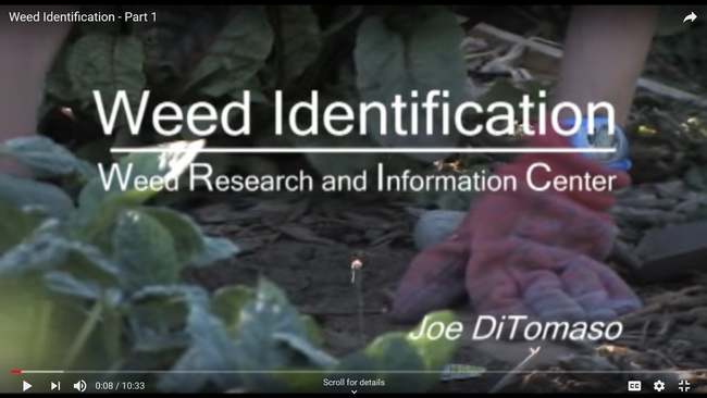 Training video--Weed identification