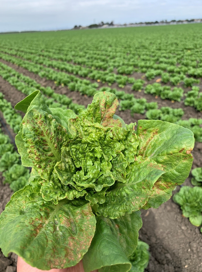 INSV infected romaine lettuce with necrosis on older leaves (photo credit: Daniel Hasegawa).