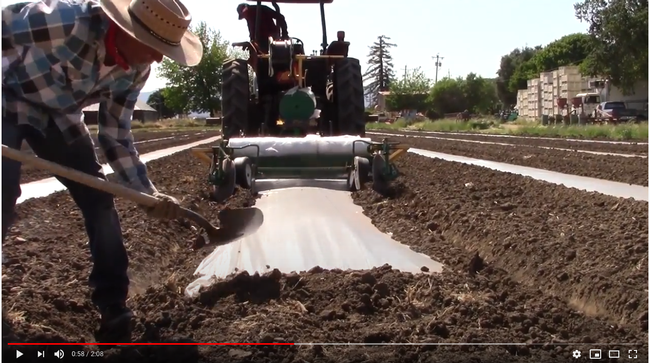 Laying plastic with a tractor for soil solarization