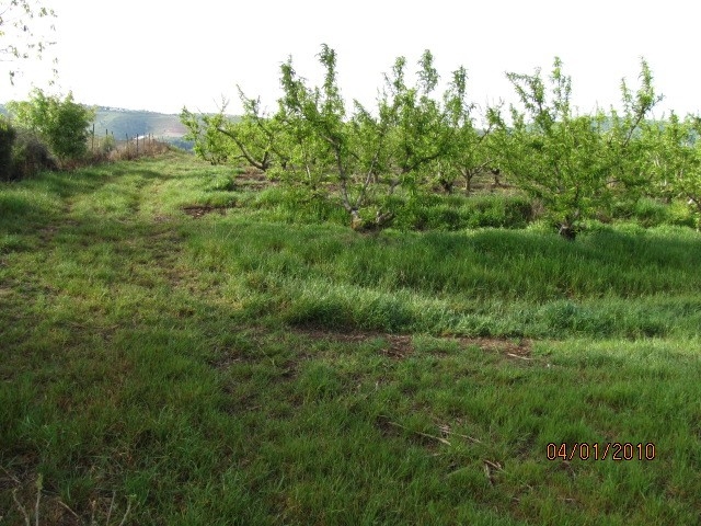 Figure 1. High infestation of Italian ryegrass in a peach orchard (photo credit: Maor Matzrafi).