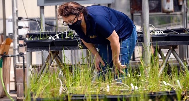 UC Agriculture and Natural Resources Cooperative Extension rice and wild rice advisor Whitney Brim-DeForest takes a look at plants growing on campus. (Karin Higgins/UC Davis)
