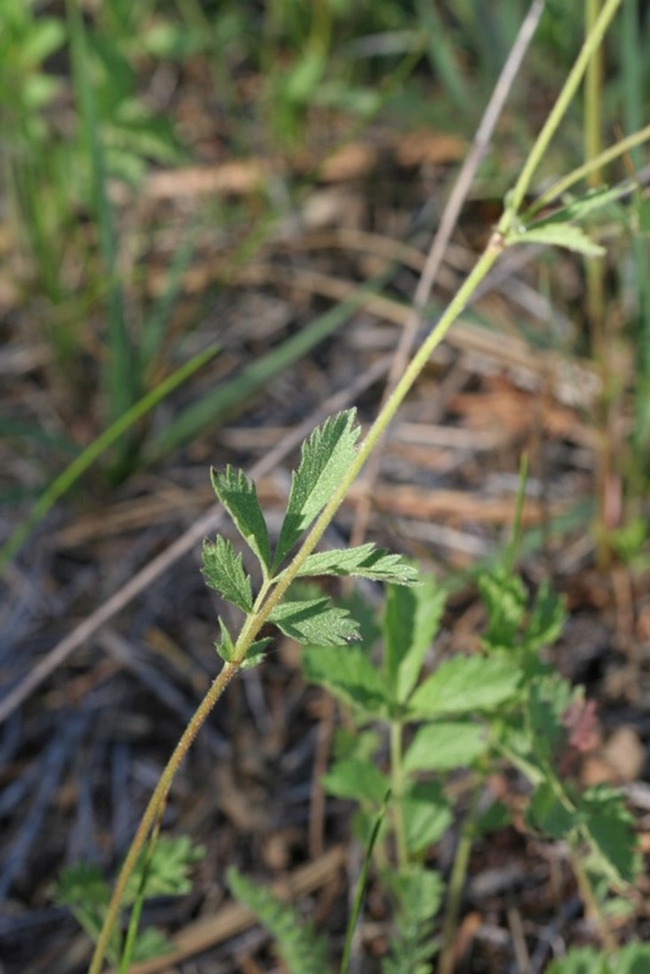 Slender cinquefoil, a native with similar leaves, but hairs lay flat against the stem. (Photo credit: Steven Thorsted)