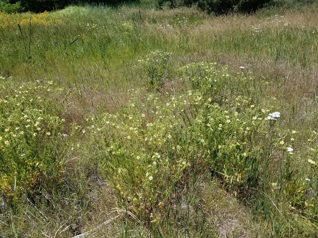 Patch of sulfur cinquefoil in established grasses