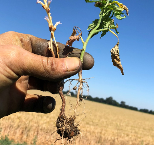 Figure 5: A branched broomrape plant attached to a volunteer tomato root.