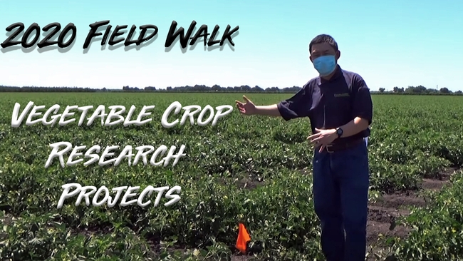2020 Field Walk with UC Cooperative Extension Vegetable Crops Advisor Zheng Wang