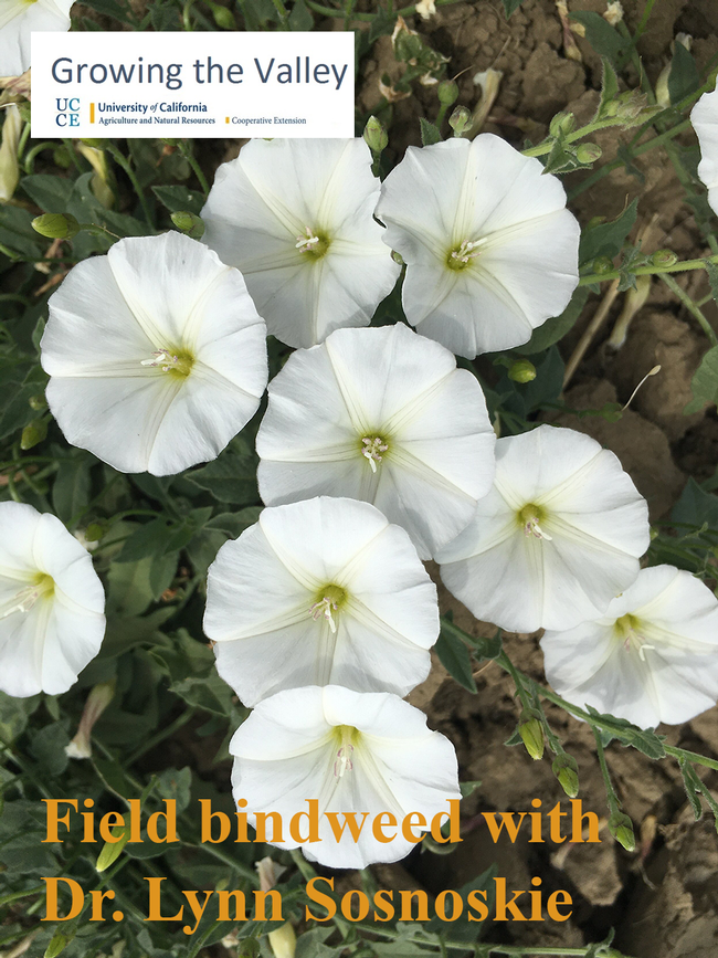 Field bindweed with flowers