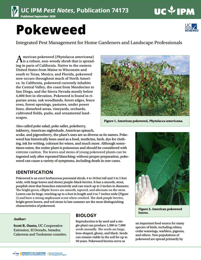 pnpokeweed-cover-canvas40