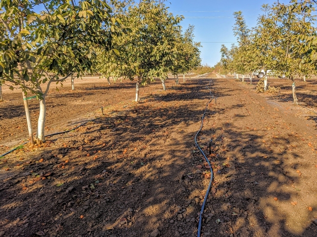 Photo 2. Microsprinklers down the center of the orchard alley for improved starter irrigation coverage after planting the boosted cover crop and forage crop treatments (November 2019).