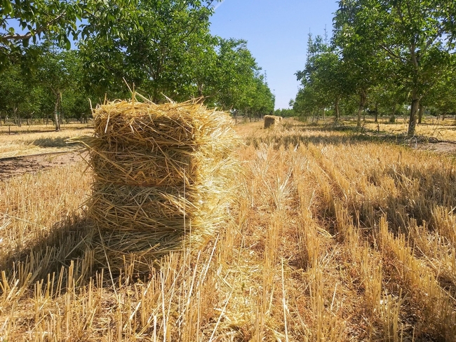 Photo 3. Rye cover crop bales in the walnut orchard after cover crop termination, which occurred in late April 2020.