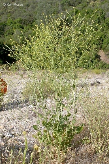Photo 3. Short pod mustard (germinates in the winter and the most common summer mustard along roadsides)