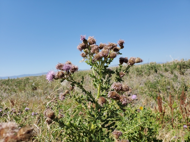 Photo 1. Canada thistle, end of flowering