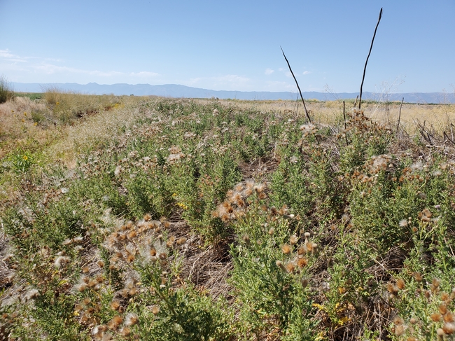 Photo 2. Canada thistle overtaking a ditch bank in the Intermountain area of CA