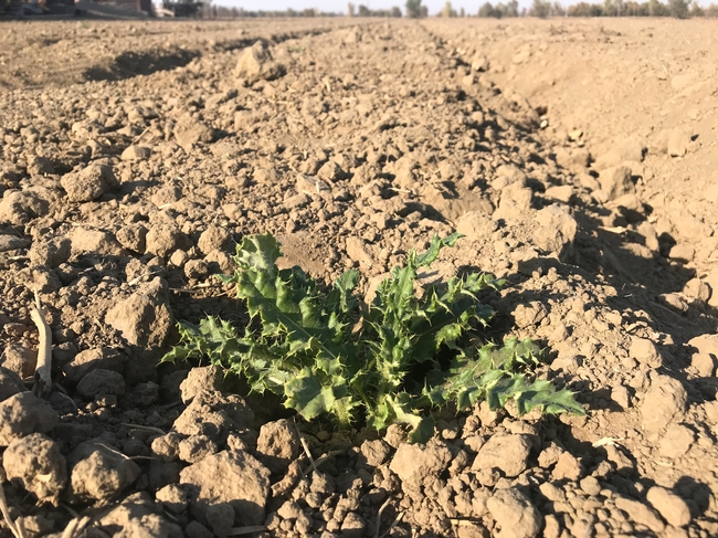 Photo 3. Canada thistle found growing in a field in Yolo County