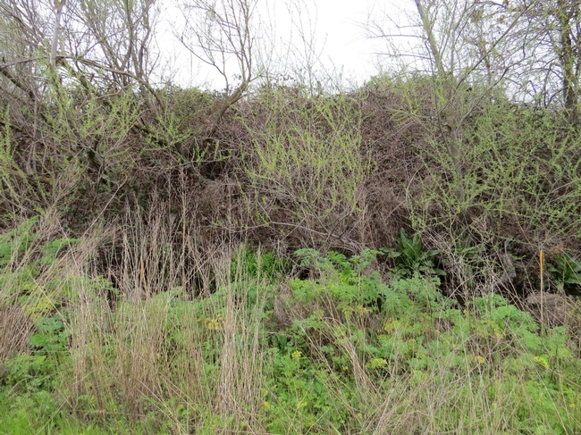 Photo 2: ADIOS treated plots had minimal blackberry and emerging willow