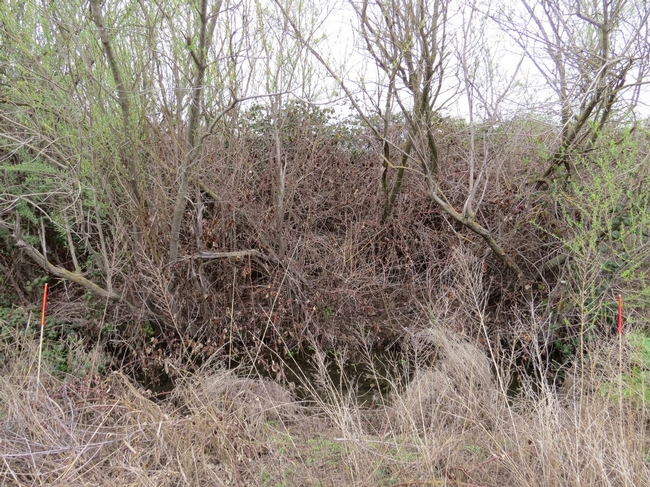 Photo 3: in conventionally treated plots, most woody vegetation was dead