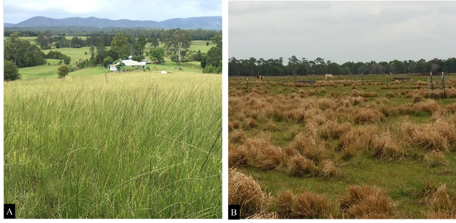 Figure 1. Giant smutgrass infestations in grazinglands located in Australia (A) and Florida (B).
