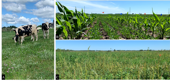 Figure 4. Research projects conducted in Wisconsin in 2019: (A) weed management and clover selectivity to ProClova (florpyrauxifen + 2,4-D), (B) establishment optimization of alfalfa interseeded with corn, and (C) waterhemp management in established alfalfa fields.