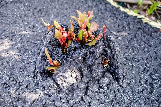 “If it's growing close to your house, there's a potential it could send its rhizomes and break through your foundation,” says Jatinder Aulakh, an assistant weed scientist at the Connecticut Agricultural Experiment Station. Photo from Japanese Knotweed Solutions, Ltd.