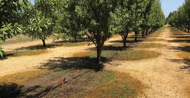 This “wetted area” photo illustrates the need to consider next season's weed management program goals and options. Depending on weed pressure and previous management tactics used in the orchard, fall- and winter-germinating weeds can start to show up after nut harvest with post-harvest irrigation (as in this photo) or with early fall rains. (Brad Hanson/UC Davis)