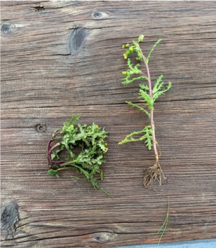 Figure 2. Common groundsel moments after treatment with EWC (left) and non-treated (right).