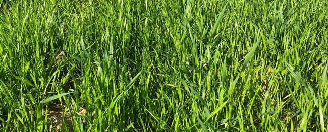 Italian ryegrass infestation in wheat